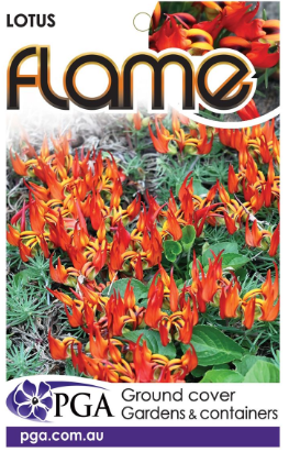 LOTUS 'Flame'