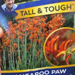 ANIGOZANTHOS "Landscape Tangerine"
