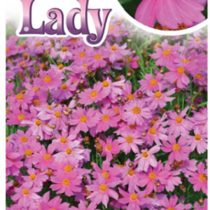 COREOPSIS 'Pink Lady'