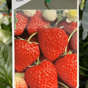 STRAWBERRY Hanging Basket