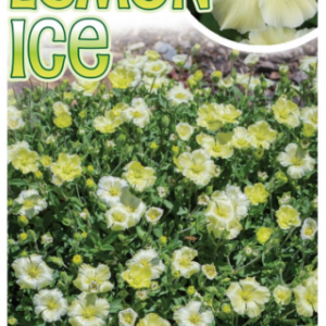 ARENARIA 'Lemon ice'