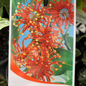 STENOCARPUS sinuatus 'Firewheel Tree'