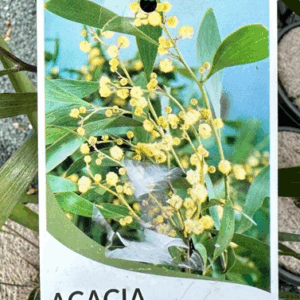 ACACIA melanoxylon 'Blackwood'