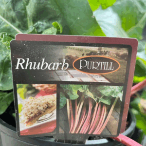 RHUBARB