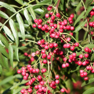 SCHINUS molle 'Peppercorn Tree'