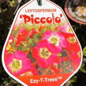 LEPTOSPERMUM 'Piccolo'