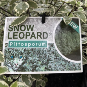 PITTOSPORUM tenuifolium 'Snow Leopard'