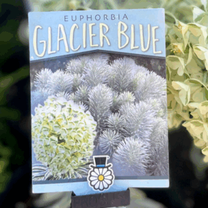 EUPHORBIA characias 'Glacier Blue'