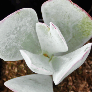 KALANCHOE orbic 'Grey Pigs Ear'