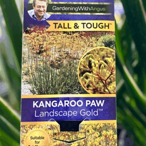 ANIGOZANTHOS 'Landscape Gold' (Kangaroo Paw)