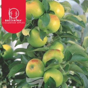 APPLE 'Bolero'- Ballerina®