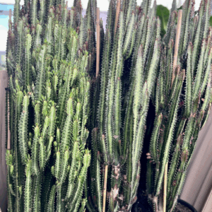 EUPHORBIA trigona