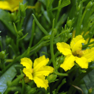 Goodenia humilis