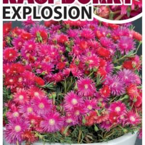 LAMPRANTHUS 'Raspberry Explosion'