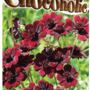 COSMOS 'Chocoholic'