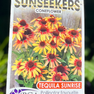 ECHINACEA 'Tequila Sunrise Sunseekers' (Coneflower)