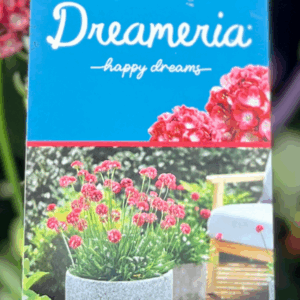 ARMERIA Dreameria 'Happy Dreams'