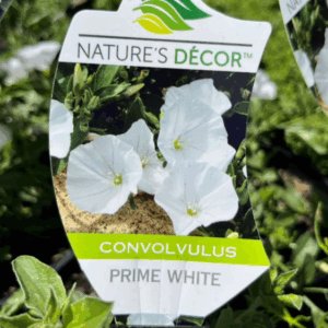 CONVOLVULUS 'Prime White'