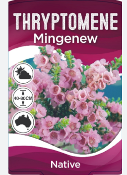 Thryptomene saxicola 'Mingenew'