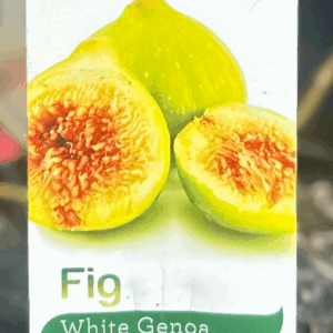 FIG 'White Genoa'
