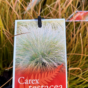 CAREX testacea 'Orange Sedge'