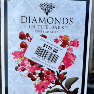 LAGERSTROEMIA 'Diamonds in the Dark'- Shell Pink (Crepe Myrtle)