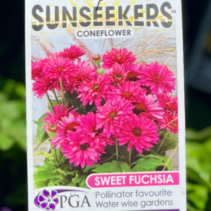 ECHINACEA 'Sweet Fuchsia Sunseekers' (Coneflower)