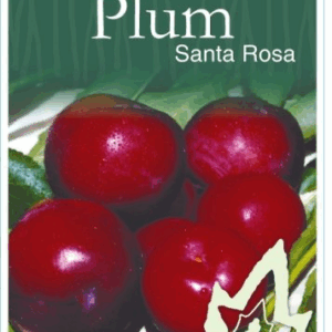PLUM 'Santa Rosa'- Yellow Flesh Japanese