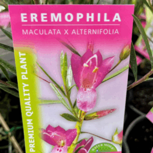 EREMOPHILA 'Magenta Dream'