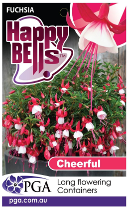 FUCHSIA 'Happy Bells Cheerful'
