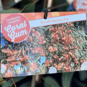 EUCALYPTUS torquata (Coral Gum)