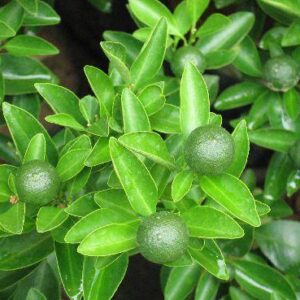 Green Cumquat