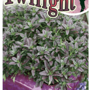 OENOTHERA 'Twilight'