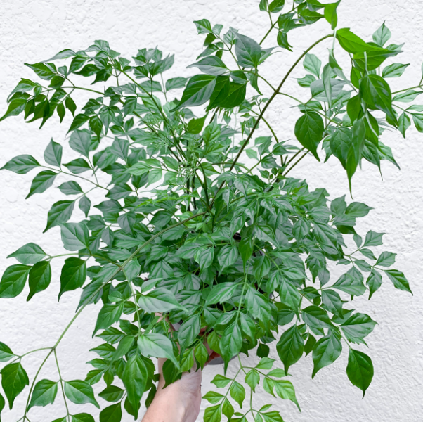 RADERMACHERA sinica 'Asian Bell'