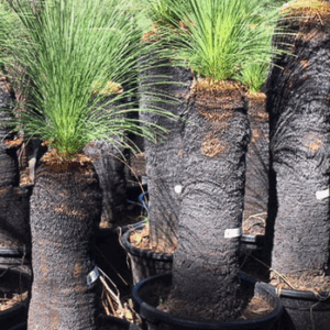 XANTHORRHOEA johnsonii (Grass Tree)