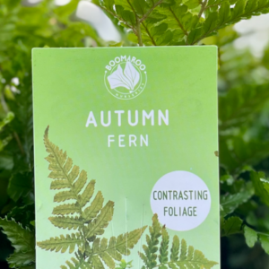DRYOPTERIS 'Autumn Fern'