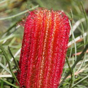 BANKSIA 'Red Alert'