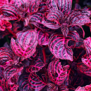 Iresine Red