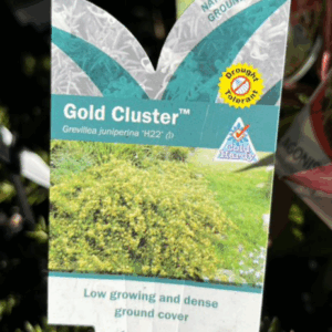 GREVILLEA juniperina 'Gold Cluster'