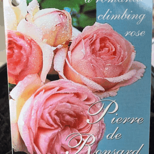ROSES Climbing Varieties (POTTED)
