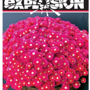 LAMPRANTHUS 'Red Explosion®'