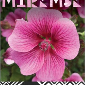 ANISODONTEA ‘African Rose Mirembe’