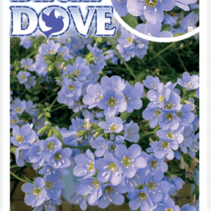 Polemonium Blue Dove