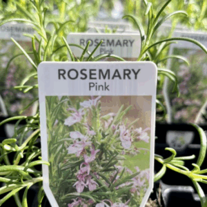 ROSMARINUS officinalis 'Pink' (Rosemary)