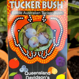 TUCKER BUSH 'Queensland Davidson's Plum'