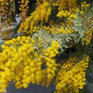 Acacia baileyana