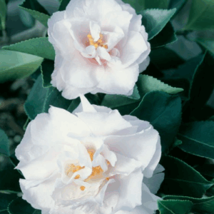 Camellia Standard