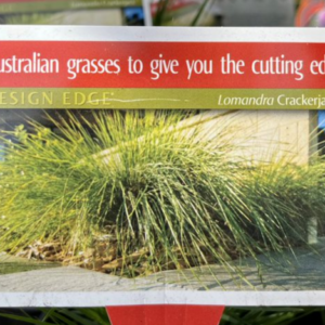 LOMANDRA confertifolia 'Crackerjack'