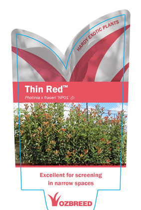 PHOTINIA  x fraseri ‘NP01’ PBR  Thin Red™