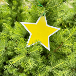 PICEA glauca 'Super Star'